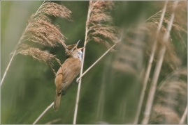 <p>RÁKOSNÍK VELKÝ (Acrocephalus arundinaceus) Doubice</p>